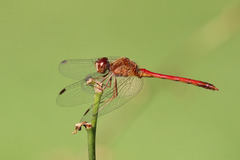 Sympetrum vicinum