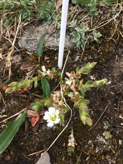 Cerastium nigrescens