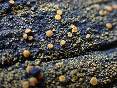 Polycauliona inconspecta