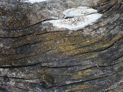 Polycauliona inconspecta