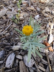 Picradeniopsis oppositifolia