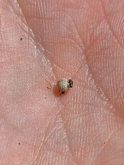 Scleria pauciflora pauciflora