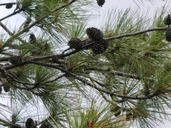 Pinus caribaea bahamensis