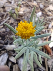 Picradeniopsis oppositifolia
