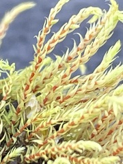 Philonotis caespitosa