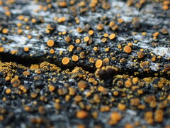 Polycauliona inconspecta