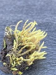 Philonotis caespitosa