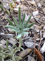 Picradeniopsis oppositifolia