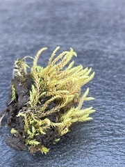 Philonotis caespitosa