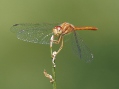 Sympetrum vicinum