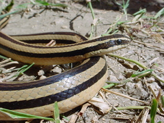 Conophis vittatus