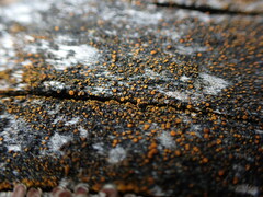 Polycauliona inconspecta