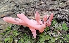 Clavaria rosea
