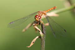 Sympetrum vicinum