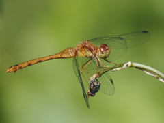 Sympetrum vicinum