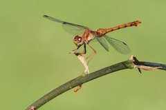 Sympetrum vicinum