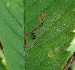 Stigmella apicialbella