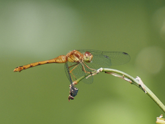 Sympetrum vicinum