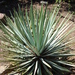 Yucca whipplei - Photo (c) FarOutFlora, some rights reserved (CC BY-NC-ND)