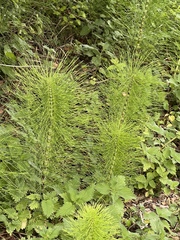 Equisetum telmateia