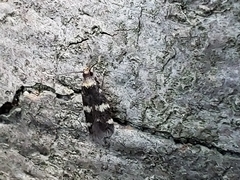 Oegoconia novimundi