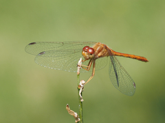 Sympetrum vicinum