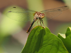 Sympetrum vicinum