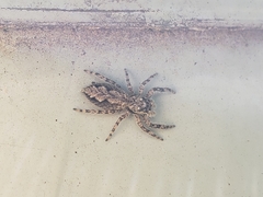 Platycryptus undatus