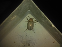 Rutelinae