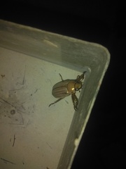 Rutelinae