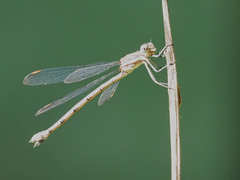Lestes forcipatus