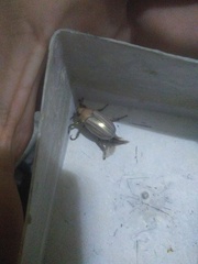 Rutelinae