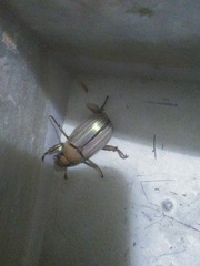 Rutelinae