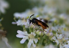 Arge melanochra