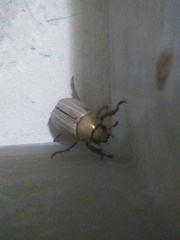 Rutelinae