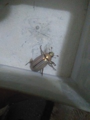 Rutelinae