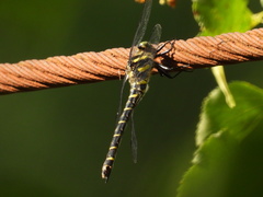 Cordulegaster boltonii