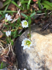 Dichodon cerastoides