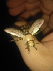 Rutelinae