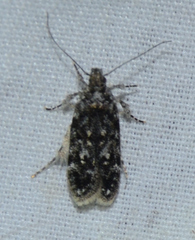 Chionodes formosella