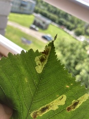 Cameraria ohridella