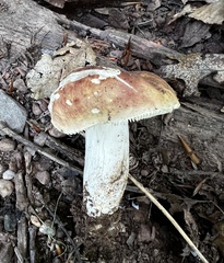 Russula flavisiccans