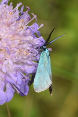 Jordanita globulariae