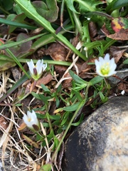 Dichodon cerastoides