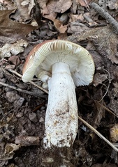 Russula flavisiccans