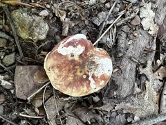 Russula flavisiccans