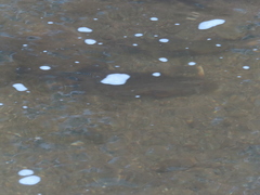 Hypentelium nigricans