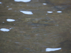 Hypentelium nigricans