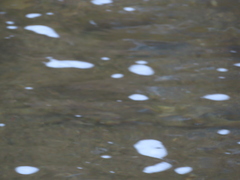 Hypentelium nigricans