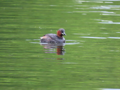 Tachybaptus ruficollis